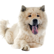 Eurasier Rassebeschreibung