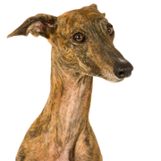 Galgo Espanol getigert, Tiger farbener Galgo Espanol, Windhund