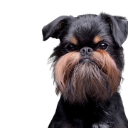 Gemüt des Griffon Bruxellois, Brüsseler Griffon, Stadthund, Gemüt des Griffon, Hund für Senioren, Hund für die Stadt geeignet, kleine Hunderasse schwarz loh