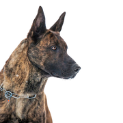 Holländischer Schäferhund gestromt, schwarz getigerter Hund mit Stehohren, große Hunderasse aus Niederlande, Holländischer Hirtenhund, Schäferhund aus Niederlande, Hollandse Herder, Hollandse Herdershond, Dutch Shepherd