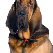 Hubertushund, St.Hubert Hund, Bluthund, Bloodhound, brauner Hund mit vielen Falten