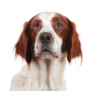 Hund, Säugetier, Wirbeltier, Canidae, Hunderasse, Fleischfresser, irischer Rot-Weiß-Setter, Rasse ähnlich französischer Spaniel, Hund ähnlich Bretagne, Sporting Group, Irish red and white Setter mit langen Schlappohren behaart