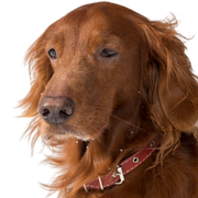 Hund, Irish Red Setter, Säugetier, Wirbeltier, Hunderasse, Canidae, Irischer Setter, Setter, Fleischfresser, Sporting Group, Begleithund