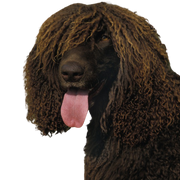 Irish Water Spaniel Rassebeschreibung und Charakter, Rattenschwanz beim Hund, Hund mit Rute wie Ratte, nichtbehaarter Schwanz beim Rüden, irischer Wasserhund mit Locken überall am Kopf außer auf der Schnauze, großer brauner Hund mit Locken, gelocktes Fell, Hund der gut für Apportier Arbeit ist, Wachhund, Familienhund, Begleithund, Jagdhund aus Irland, Irische Hunderasse, lustiger Hund