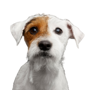 Hund, Säugetier, Wirbeltier, Hunderasse, Canidae, Russell Terrier, Begleithund, Fleischfresser, Parson Russell Terrier Rauhaar, Welpe, kleiner weißer Hund mit braunem Auge