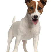 Jack Russell Terrier Rassebeschreibung