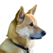 Kanaan Hund rot weiß Portrait, eingerollte Rute, Hund mit eingerolltem Schwanz, Hund der rot und weiß ist, Hund ähnlich Shiba optisch, Hund mit Stehohren, Isrealspitz, israelische Hunderasse, große Hunderasse, Spitze Ohren, Stehohren, gelber Hund, sesam Hundefarbe, Hund mit dichtem Fell, Hund der aussieht wie Husky in gelb