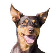 Kelpie Rassebeschreibung, Hund mit Stehohren aus Australian, australische Schäferhunde, Hunderasse braun creme