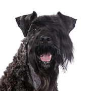 Kerry Blue Terrier, schwarzer Hund auf Wiese, Hund mit kurzer Rute, Hund mit Locken, Hund der Schnauzer ähnelt, blaue Hunderasse, irischer Hund, Hund aus Irland, Hunderasse mit eingeringeltem Schwanz und vielen Haaren im Gesicht