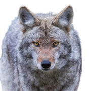 Präriewolf, Kojote Rassebeschreibung, breiter Wolf, Wolf aus der Wüste Amerikas, amerikanischer Wolf, Steppenwolf, Hund Vorfahre