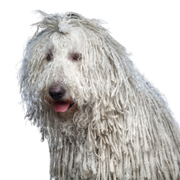 Komondor Hunderasse aus UNgarn, Hunderasse mit Zottelfell, Rasse mit Rastazöpfen, Dreadlocks Hund, Hunderasse weiß und sehr groß, Riesenhunderasse, großer Hund mit weißem Fell und Wischmop Haaren