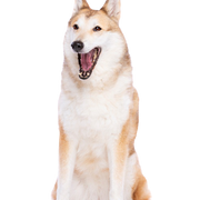 Laika Hund, westsibirischer Laika, großer weißer Hund mit roten Stellen, Hund ähnlich Husky