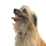 Langhaariger Pyrenäenschäferhund Portraitfoto