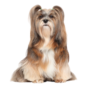 Lhasa Apso Rassebeschriebung, Hund mit sehr langem Fell und kleiner Körpergröße