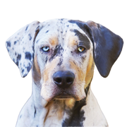 Louisana Catahoula Dog Profilbild Rassebeschreibung des Merle farbenen Hundes