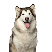 Hund, Säugetier, Wirbeltier, Alaskan Malamute, Canidae, Rasse ähnlich Siberian Husky, Hunderasse, Fleischfresser, großer weißer Hund, Hund mit langem Fell