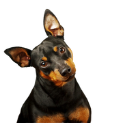 Zwergpinscher, Mini Pinscher, Toy Pinscher