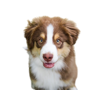 braun weißer Hund, Merle Hunderasse, Hunderasse die merle Farbe haben, Hunderasse american Shepherd, Mini Aussie, Miniature Australian Shepherd, australischer Schäferhund klein, kleiner australischer Schäferhund, Hirtenhund, Familienhund, Miniature American Shepherd braun weiß, Hund mit Kippohren, Dreieckige Ohren, Langes Fell, schöne Hunderasse, blaue Augen beim Hund, dreifäbrige Hunderasse