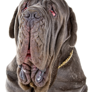 Neapolitanischer Mastiff Profilbild Rassebeschreibung