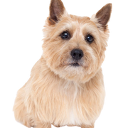 Rassebeschreibung vom Norwich Terrier der dem Norfolk Terrier sehr ähnlich sieht, Hund mit Stehohren, Temperament Norwich Terrier Hund, Hunderasse klein und braun, kleiner brauner HUnd, Hunderasse aus Großbrittanien