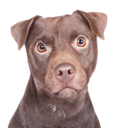 Patterdale Terrier Temperament Rassebeschreibung, brauner mittelgroßer Hund