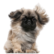 Pekinese Rassebeschreibung