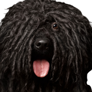 Hund, Wirbeltier, Säugetier, Canidae, Hunderasse, Bergamasco-Schäferhund, portugiesischer Wasserhund, Schwarzer Russischer Terrier, Fleischfresser, Sporting Group, Wischmophund, ungarische Hunderasse, Puli schwarz, großer schwarzer Hund mit langem Fell