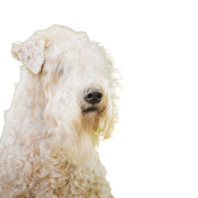 Rassebeschreibung Irish Soft Coated Wheaten Terrier