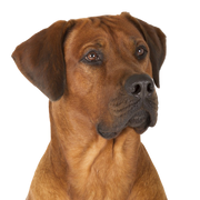 Rhodesian Ridgeback Rassebeschreibung