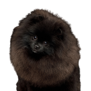 Säugetier, Wirbeltier, Hund, Canidae, Pommersche, Hunderasse, Spitz, Fleischfresser, Begleithund, Rasse ähnlich Deutscher Spitz, Pomeranian in schwarz, schwarzer kleiner Hund unter 5kg