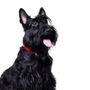 Scottish Terrier schwarz, kleiner Hund mit schwarzem Fell, Hund mit langem Fell, schwarze Hunderasse, Stehohren, Hund mit Schnauzer, Stadthund, Hunderasse für Anfänger