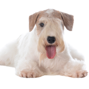Sealyham Terrier Rassebeschreibung, Stadthund, kleiner Anfängerhund weiß mit welligem Fell, Dreecksohren, Hund mit vielen Haaren auf der Schnauze, Familienhund, Hunderasse aus Wales, Hunderasse aus England, britische Hunderasse