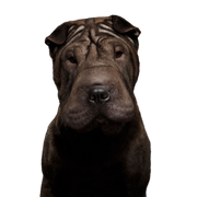 Hund, Säugetier, Shar pei, Wirbeltier, Canidae, Hunderasse, Fleischfresser, nicht sportliche Gruppe, Schnauze, Molosser, hässlicher Hund mit vielen Falten, Faltenhund, Hund mit sehr kleinen Ohren, mittelgroßer Hund, kleiner schwarzer Hund