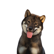 Shikoku Hund aus Japan, japanische Hunderasse braun weiß, Hund ähnlich Shiba Inu, Hund aus Japan, Jagdhunderasse mit Stehohren, süße Hunderasse mit langer Zunge, asiatischer Hund, mittelgroße Rasse