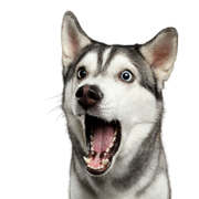 Hund, Säugetier, Siberian Husky mit offenem Mund erstaunt, Wirbeltier, Canidae, Hunderasse, Gesichtsausdruck, Fleischfresser, Rasse ähnlich Alaskan Malamute, Hund ähnlich Northern Inuit Hund,