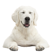 Tatra Rassebeschreibung, weißer großer Hund mit kurzem Fell ähnlich Labrador