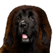 roter tibetischer Mastiff, Tibetischer Hund, Tibet Rasse, Hund ähnlich Leonberger, großer brauner Hund, Riesenrasse, Hund, Säugetier, Wirbeltier, Hunderasse, Canidae, Riesenhunderasse, Rasse ähnlich Neufundland, Fleischfresser, Leonberger ähnlicher großer Hund in braun und schwarz, Sporting Group,