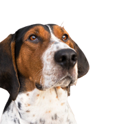 Treeing Walker Coonhound Kopf, dreifärbige Hunderasse aus Amerika, amerikanischer Jagdhund für die Jagd auf Waschbären und Opposums, Hund mit langen Schlappohren, gepunktete Hunderasse, großer Hund