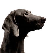 Hund, Wirbeltier, Canidae, Hunderasse, Säugetier, Fleischfresser, Weimaraner, Sportgruppe, grauer Hund, großer Hund mit Schlappohren