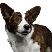 Hund, Säugetier, Wirbeltier, Hunderasse, Canidae, walisischer Corgi, Fleischfresser, walisischer Cardigan-Corgi, walisischer Pembroke-Corgi, Schnauze, Corgie in braun weiß, große Ohren, kleiner braun weißer Hund