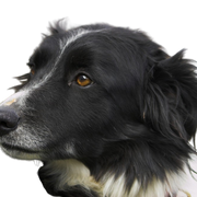 Welsh Sheepdog, Ci Defaid Cymreig, schwarz weißer Hund, Hund mit merle Optik, Border Collie ähnlich, walisische Hunderasse, Hund aus England, Britische Hunderasse mittelgroß, Hund mit langem Fell ähnlich Collie, Hund mit Stehohren und Schlappohren, Hütehund, Schäferhund