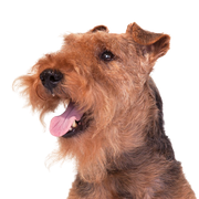 Welsh Terrier Rassebeschreibung, Temperament und Charakter des Terriers aus Wales, Hunderasse aus England, Hund aus Wales, brauner Hund ähnlich Foxterrier