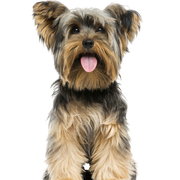 Yorkshire Terrier Hund Rassebeschreibung