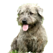 Irish Glen of Imaal Terrier in the garden