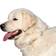 Portrait of beautiful white dog - slovak chuvach
