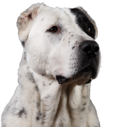 Close up portrait Central Asian shepherd dog looking to the side on gray background