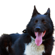 Dog breed Russian European Laika Dog breed Russian European Laika close-up