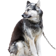 A Canadian Arctic Eskimo dog stands outdoors in Clyde River, Nunavut, Canada.