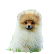 Dog breed dwarf spitz sits on green grass