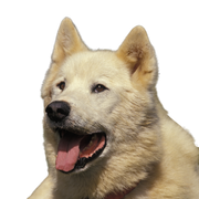 Greenland dog portrait